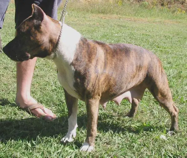 Benmar's Black Betty