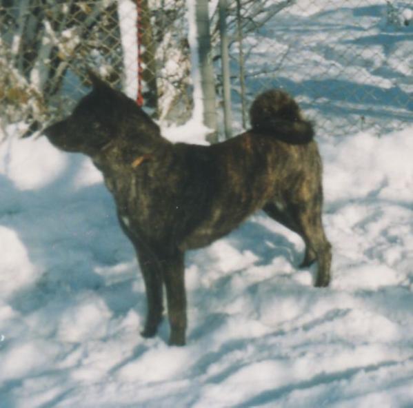 Bijin Kura V Nobara-Ken