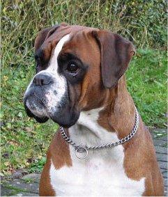 Inka vom German Dream