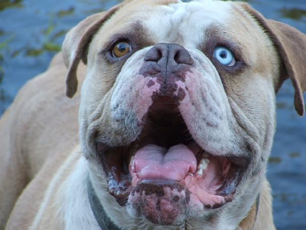 Empire's grunt of MI