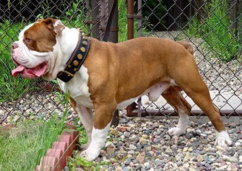 Gargoyle olde english store bulldogge