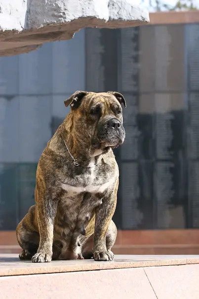 Tornados-P'eros Valkiria Tiger