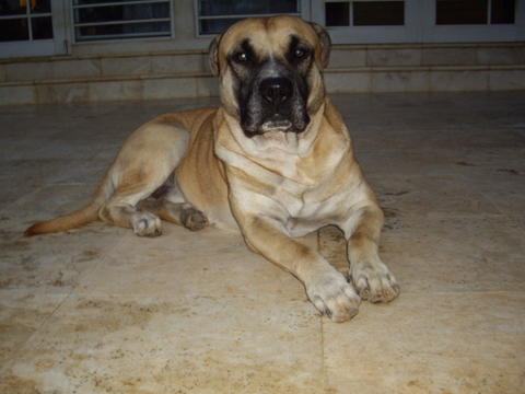 Maximus