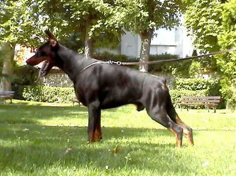 Adamant de Grande Vinko