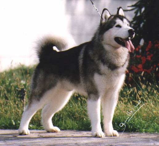 BISS CH Price (1995)