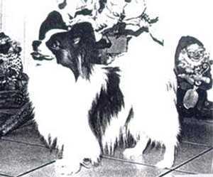 MULTI CH Zitka's Jonathan