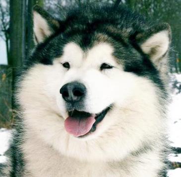 Ch. PL Two Heart Huk Amarok