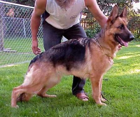 V-1 Sara von der Viktoria - Farm