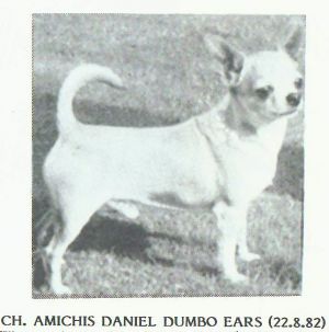 CH Amichis Daniel Dumbo Ears