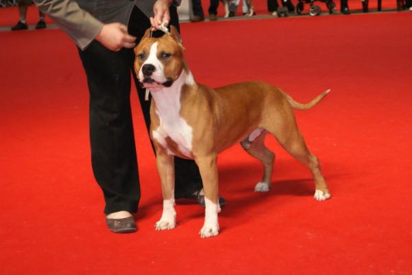 Lievore's Edition Zenzero