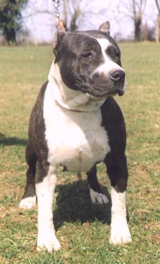 Morane des bois de Limare