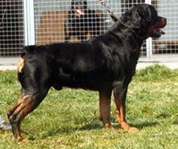 DAN. CH. Simba van het Brabantpark