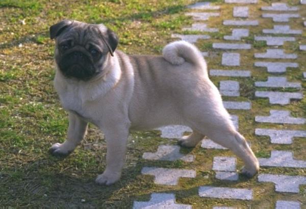 CH Lord pug gabriel