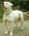 White Bulls Lena of A.L.