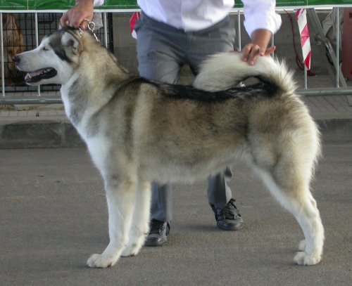 Silverdream'S Sunshine Sparkle