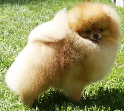 CH RUS N&P Candle In The Wind