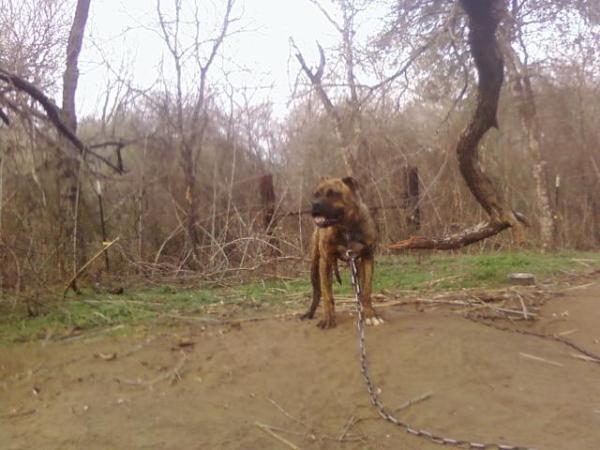 American Legendz Cassius of Macits