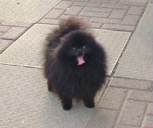 Peninans Black Magician