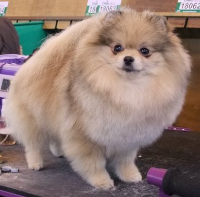 Monte Erebus Dulce De Leche At Daranash