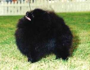 UK CH Moonrae Ebony Hot Shot