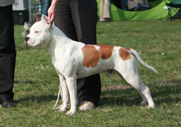 INTCH Sonny Boy Backwoods