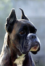 Pretty-Woman des Courtillieres