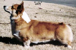 AM. CH. ROM Sua Mah Happy-Go-Lucky