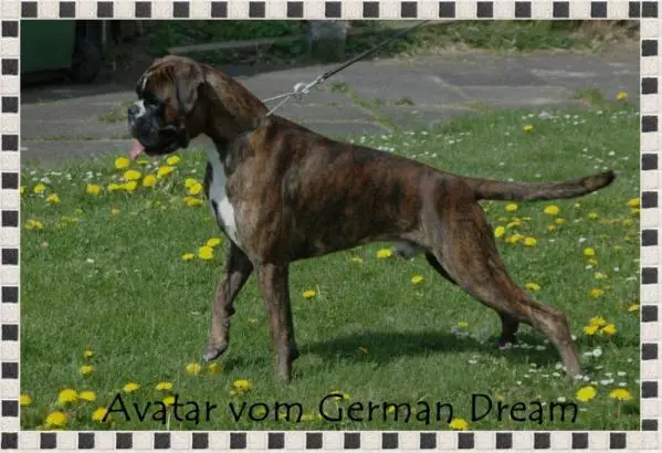VDH-CH Avatar vom German dream