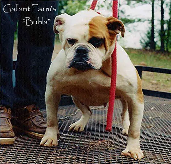 Gallant's Buela Buela