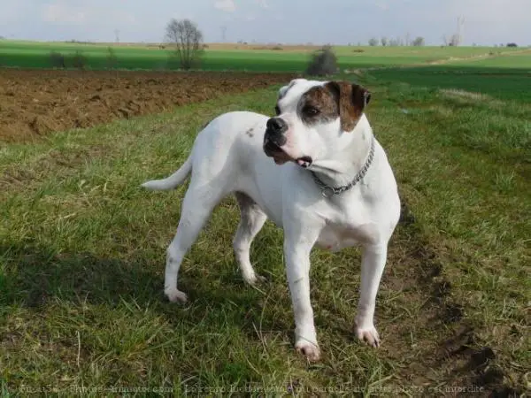 Samba du Paradis des Braves