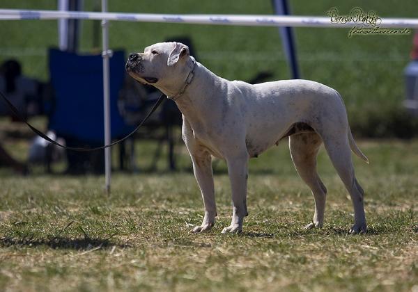 CH ABNA  CH NKC Proud Heroes Kashmir