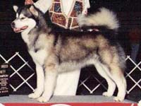 AM/CAN CH Snoklassic Magical Mystery Tour (Snoklassicmagicalmysterytou