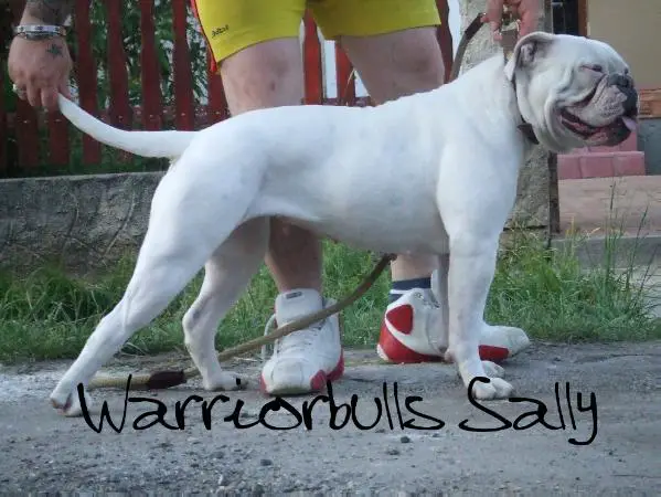 Warriorbulls Sally of HK'S