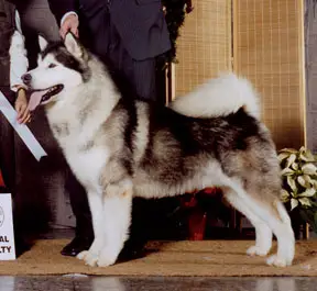 BISS AM/CAN CH. Silverdream's Little Kodiack