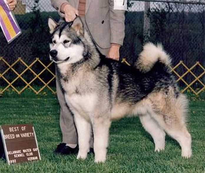 CH. Owyhee's Ice Coal