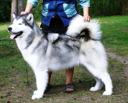 CH Kinuk's Judge It's Me