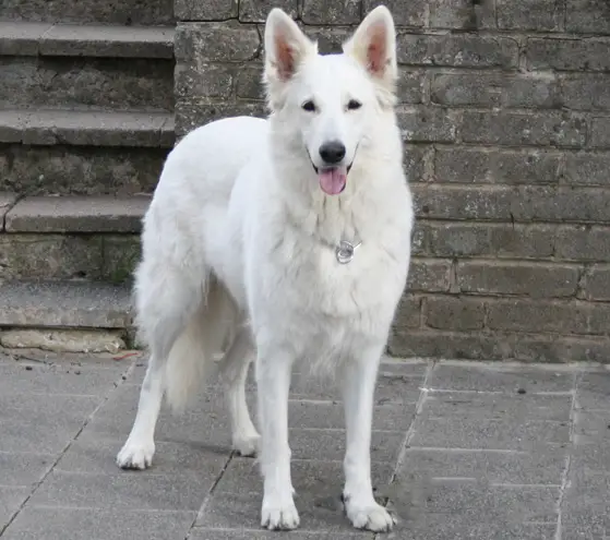 Choise vom Leininger Land