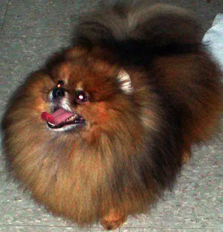 Hilcrest's Flying High