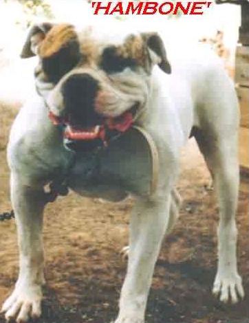 Tascone's Bruno/Peakforce Hambone