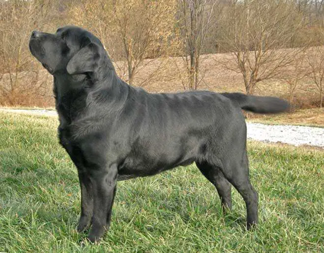 BOSS CH. Gateway'S Paint The Town