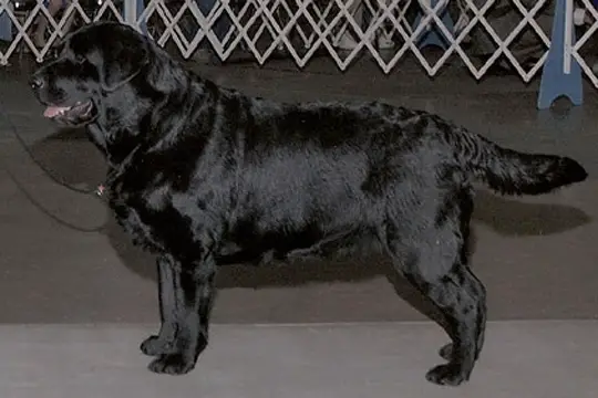 Lubberline'S Sweet Purslane