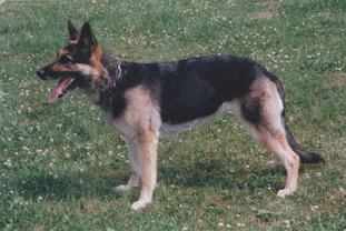 Anna vom Wolfssiegel