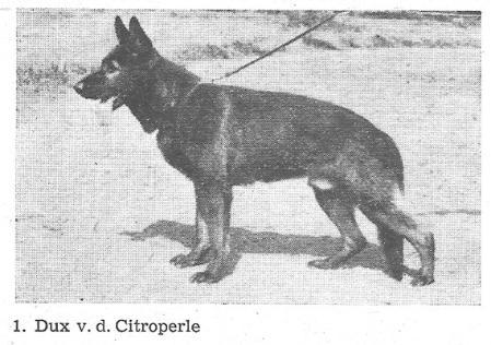 Dux von der Citroperle