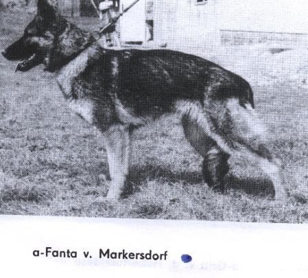 V Fanta vom Markersdorf