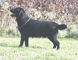 Croftsway Old Master