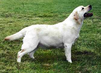 Dickendall Buckstone Driftn On Ayr