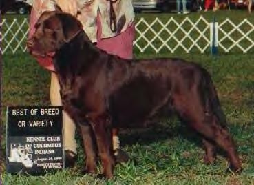 Gregoires Nugget Delight