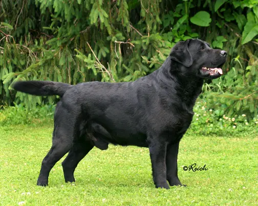 BIS AKC/INT'L CH Paradoc's Tabatha Stonehenge