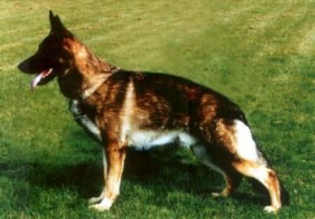 Korado vom Reuschenberger Land