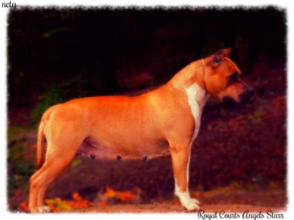 Royal Court's Angel Starr